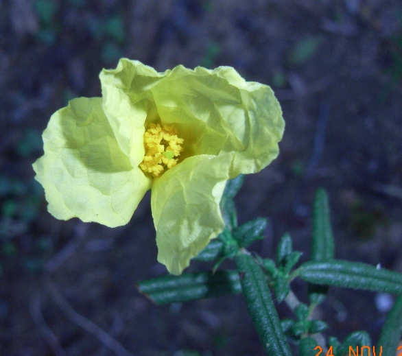 Helianthemum jonium